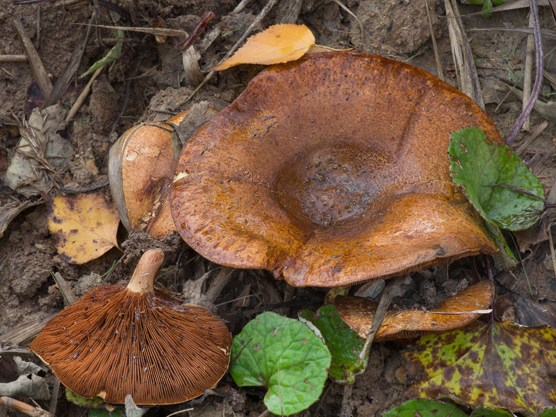 Paxillus cuprinus